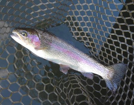 大安トラウトレイク釣果